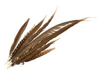 Shutterstock_730689586_stūrspalva.jpg