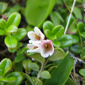 vaccinium_vitis-idaea_1238637063.png