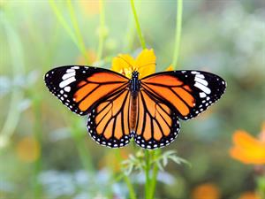 Shutterstock_350754023_butterfly_tauriņš.jpg