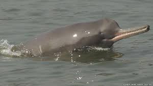 ganges-river-dolphin_uzd.jpg