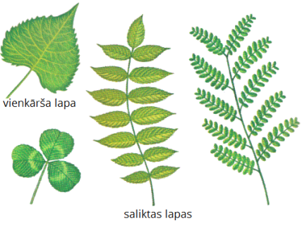 leaftypes (1).png