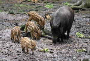 Sus_scrofa.jpg