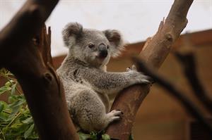 koala-pix.jpg