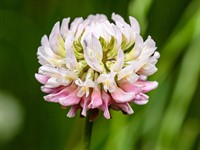 shutterstock_2325327027_white clover_baltais āboliņš.jpg