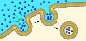 endocytosis (1).png