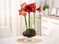 shutterstock_1943911237_amaryllis_amarillis.jpg