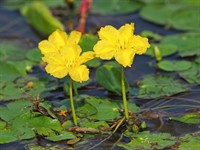 Shutterstock_1823428886_nymphoides peltata_vairogu palēpe.jpg