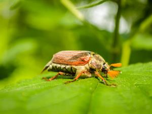 Shutterstock_721708795_cockchafer_maijvabole.jpg