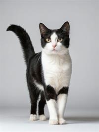 Shutterstock_2479898847_cat_kaķis.jpg