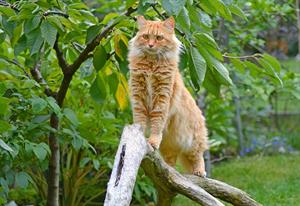 tomcat pix.jpg