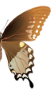 s22a.png