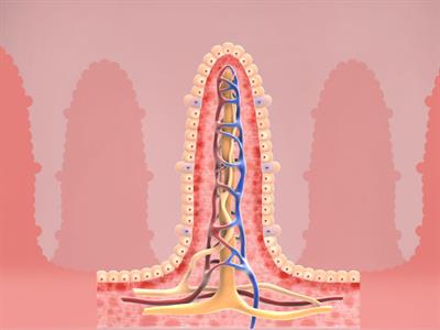 Shutterstock_787735945_intestinal villi anatomy_zarnu bārkstiņu anatomija (1).jpg