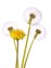 Shutterstock_138971423_dandellions_pienenes.jpg