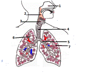 respiratory-system-thumbbhv.gif