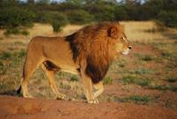 lion-pix.jpg