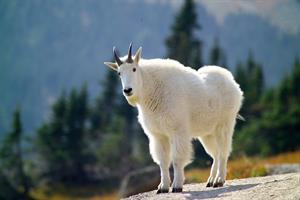 mountain-goat-pix.jpg