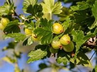 Shutterstock_2065908536_gooseberries_ērķsķogas.jpg