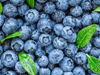 Shutterstock_1496866055_blueberries_mellenes.jpg