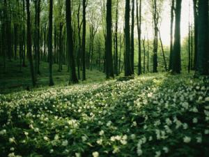 spring-forest.jpg