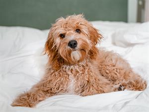 shutterstock_2585298971_dog_suns.jpg