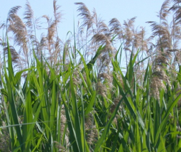 common-reed-photo-credit-wasyl-bakowsky.png