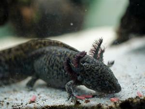 Shutterstock_1980721004_axolotl_aksolotls.jpg