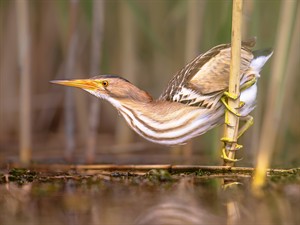 shutterstock_2149893897_little bittern_mazais dumpis.jpg