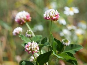 Shutterstock_1834776643_clover_āboliņš_Bastarda āboliņš.jpg