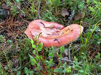 shutterstock_2499493921_russula_bērzlape.jpg