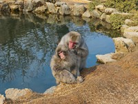 shutterstock_2591060997_monkey checking for insects_pērtiķis meklē kukaiņus.jpg