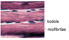 20v.png