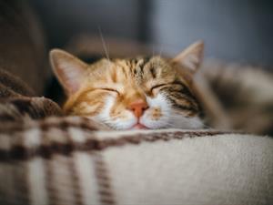 Shutterstock_750428263_happy cat_priecīgs kaķis.jpg