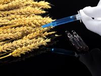 Shutterstock_1620378355_GMO modification_ĢMO modifikācija.jpg