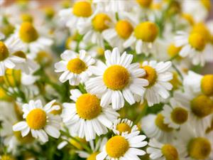 Shutterstock_2053752875_chamomile_kumelīte.jpg