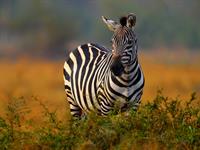 Shutterstock_2190969357_zebra.jpg