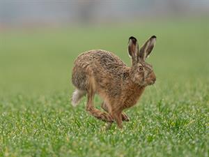 Shutterstock_1683934030_hare running_zaķis skrien.jpg