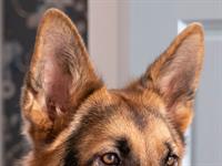 Shutterstock_1669355275_dog ears_suņa ausis.jpg