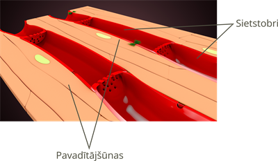 YCUZD_250403_7221_floemas_anatomija.png