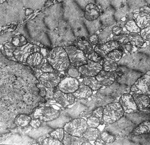 Mitohondrijs mikroskopā.jpg