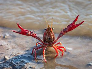 Shutterstock_2186317137_crayfish_vēzis.jpg