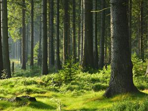 Shutterstock_171583115_forest_mežs.jpg