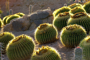 kaktuss.jpg