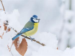 Shutterstock_2510976003_blue tit_zilā zīlīte_Zilzīlīte.jpg