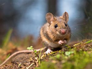 Shutterstock_92023034_mouse_pele (1).jpg