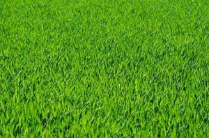 grass-275986_1280.jpg