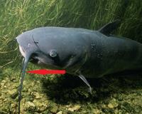 barbels.jpg