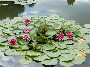 shutterstock_2507304225_water lilies_ūdensrozes.jpg
