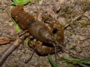 Shutterstock_2519884639_crayfish_vēzis.jpg