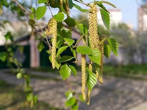 shutterstock_2545687519_birch catkins_bērza skaras.jpg
