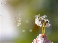 shutterstock_2457093017_dandelion seeds flying_pienene vairojas.jpg